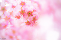桜咲く　冷たい季節