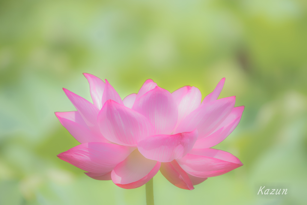 蓮　蓮
