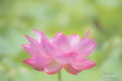 蓮　蓮