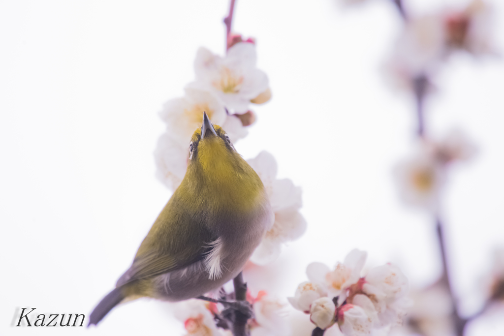 三角くちばし　LOVE!(*ﾟ▽ﾟ)