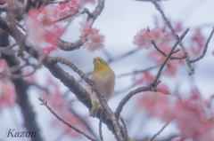 優しい顔