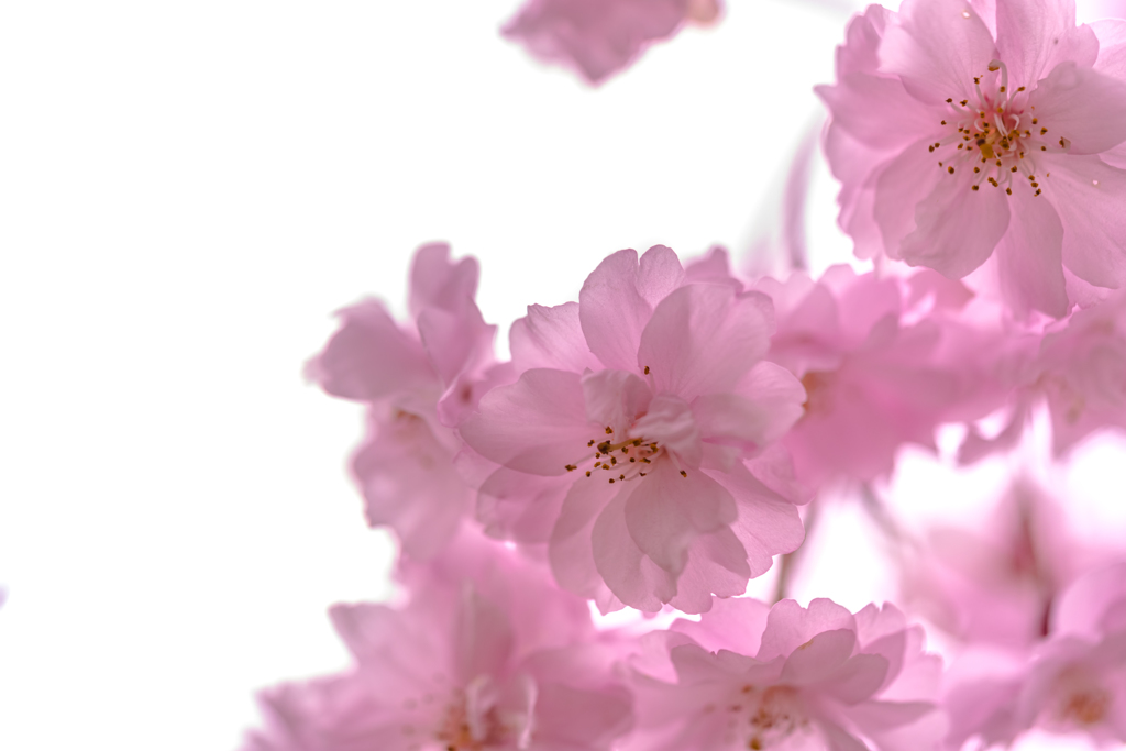 八重手裏剣！