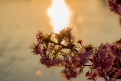 早咲きの桜ももうすぐじゃ