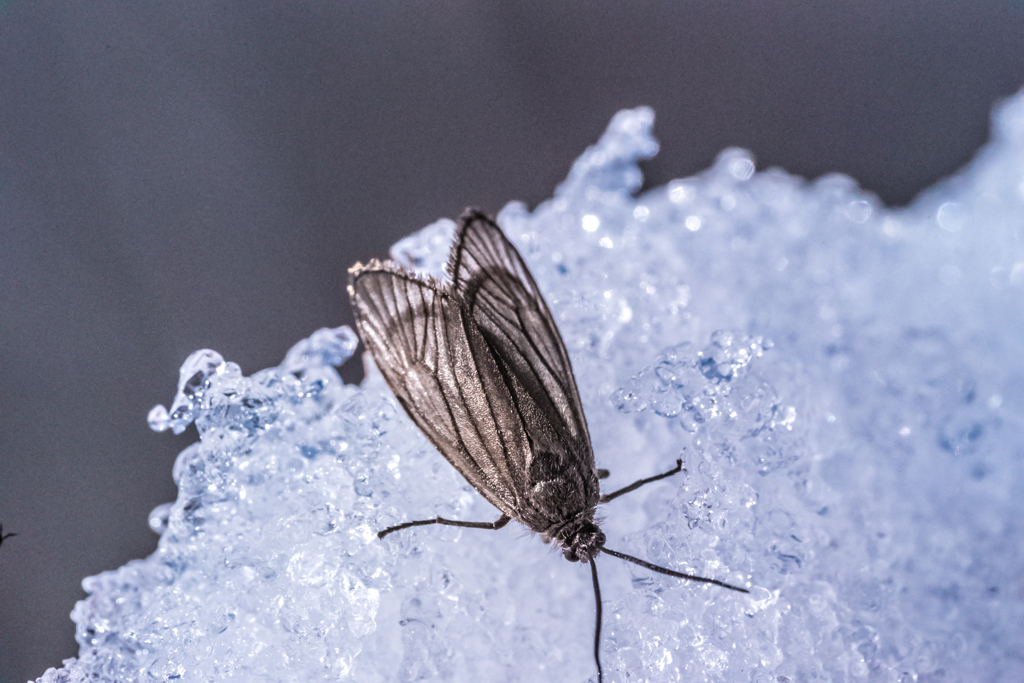 雪上の虫