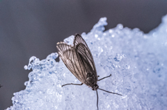 雪上の虫