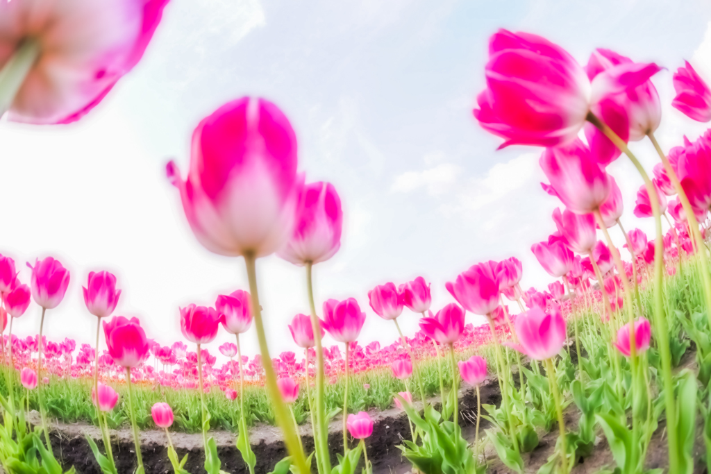 Melty Tulip 