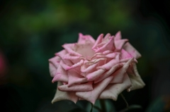 バラバラ・・・・・