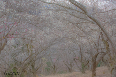 高尾梅郷…