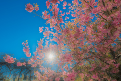 桜の季節ですよ