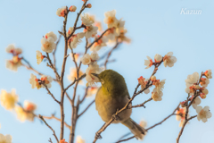 ウメジロタァ～～～ン