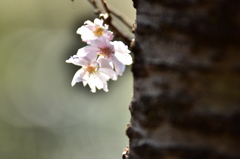 １０月桜