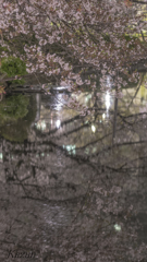 夜桜並木