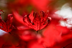 神の紅い手が陽射しを掴む