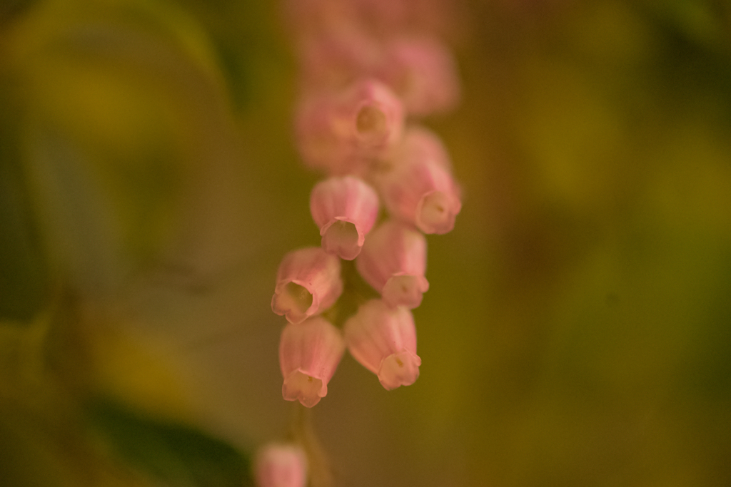 FLOWER　BELL
