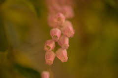 FLOWER　BELL
