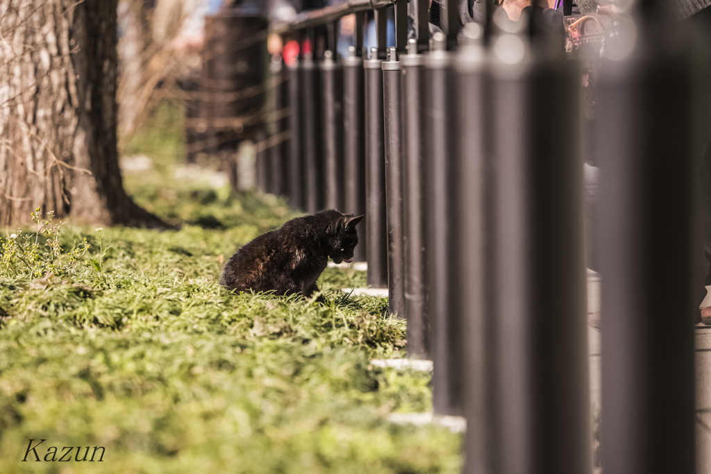 黒猫万歳