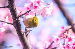 ソフトモヒカン