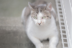 にゃんにゃーーん！