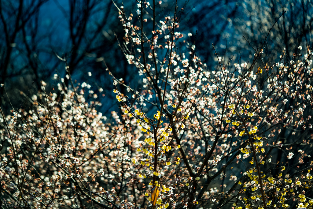 桜と蝋梅★