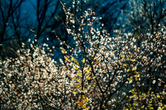 桜と蝋梅★
