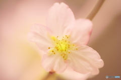 啓翁桜のﾄﾛｹ