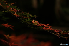 「和の風」