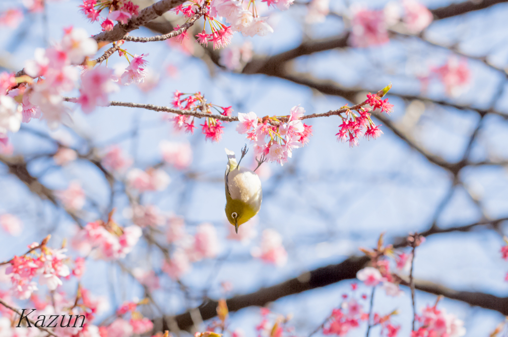 昨年の　ピョン！