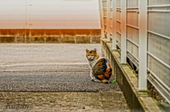 アップし忘れ？？　振り向き様をキャッチ！