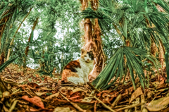 猫の力