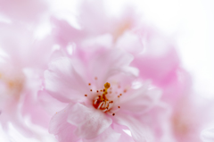 花の彩、、、、