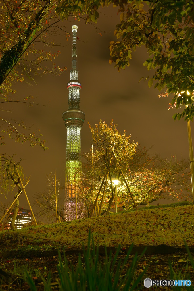 珍しい