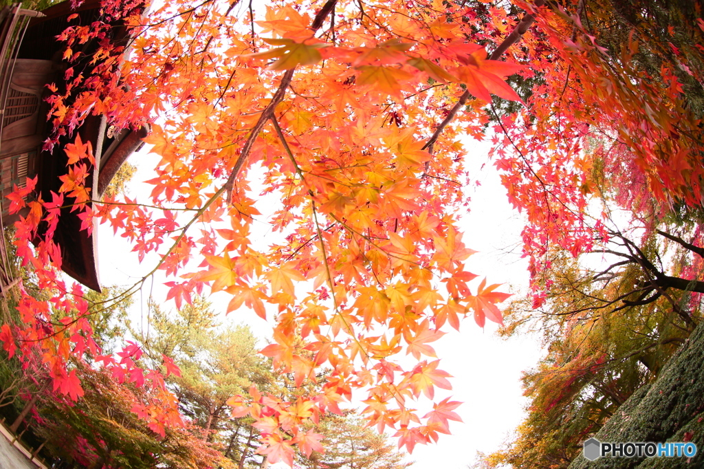紅く包む！