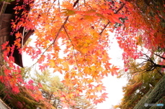 紅く包む！