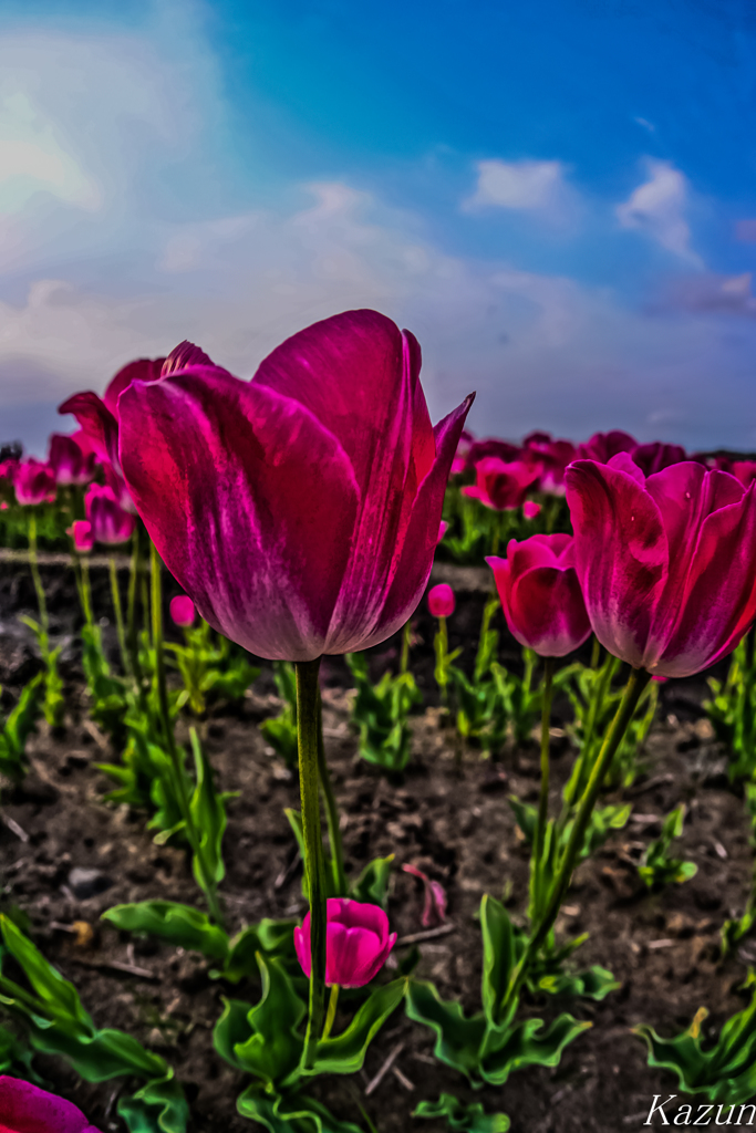 Tulip energy