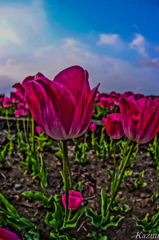 Tulip energy