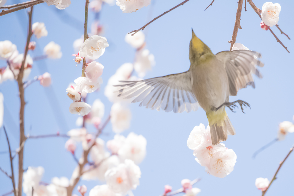 ウメジロ　あるある失敗