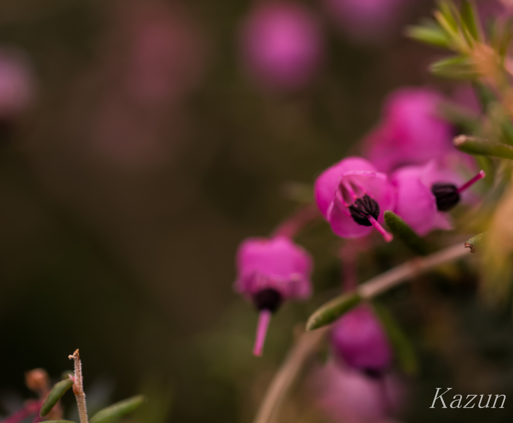 PINK BELL♪