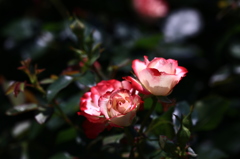 薔薇の・・・・・