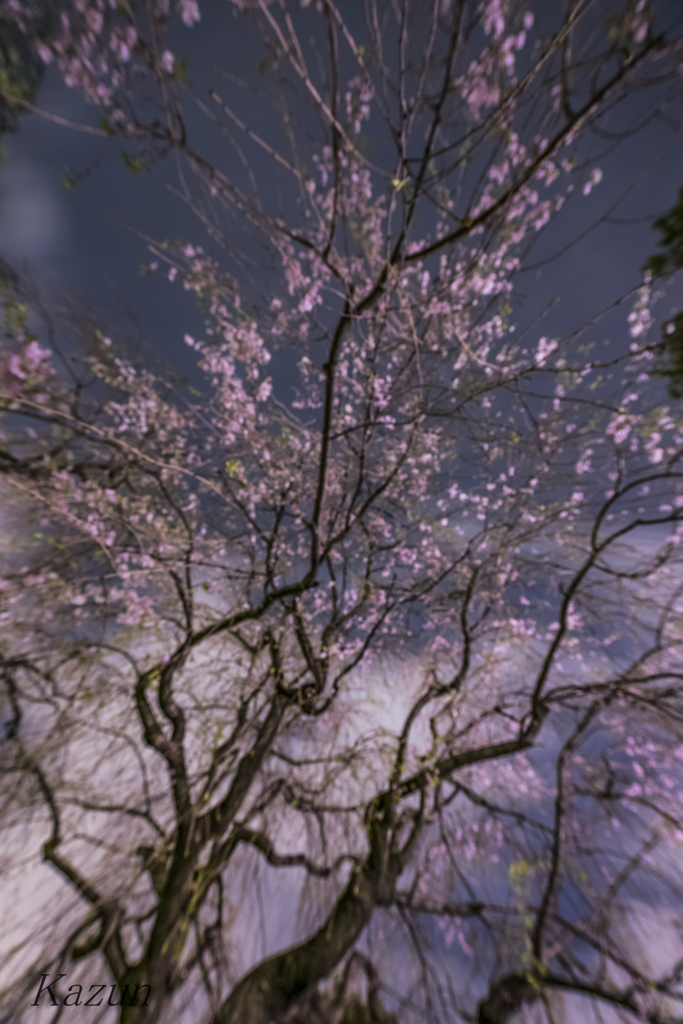 桜　映える空