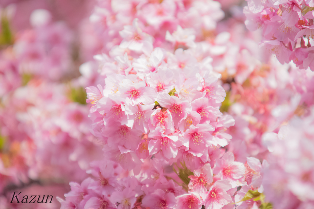 たまには花びらを♪