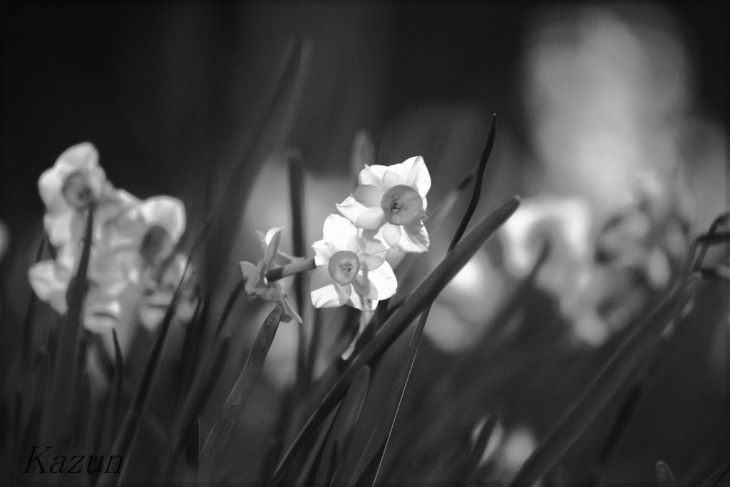 想い出の花