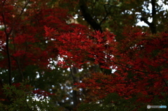 モミジ見つけたー