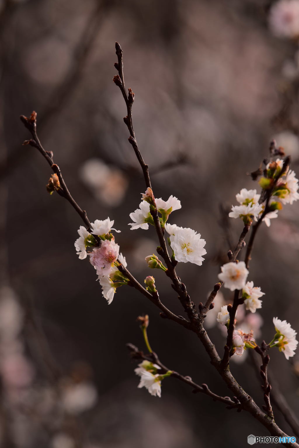 冬の桜