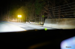 鹿に会いました！