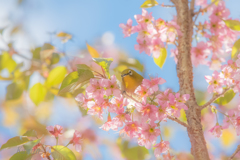 桜に囲まれたよ♪