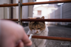 ジーーー、、、、くれないの。。。。