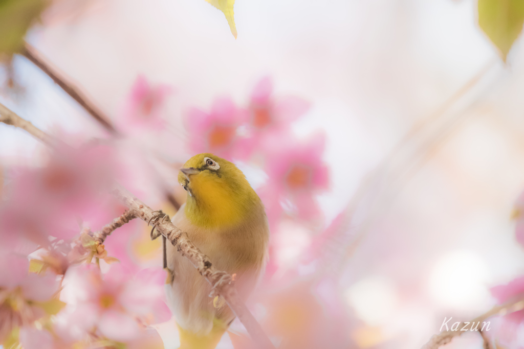 メジロさんの首かしげ
