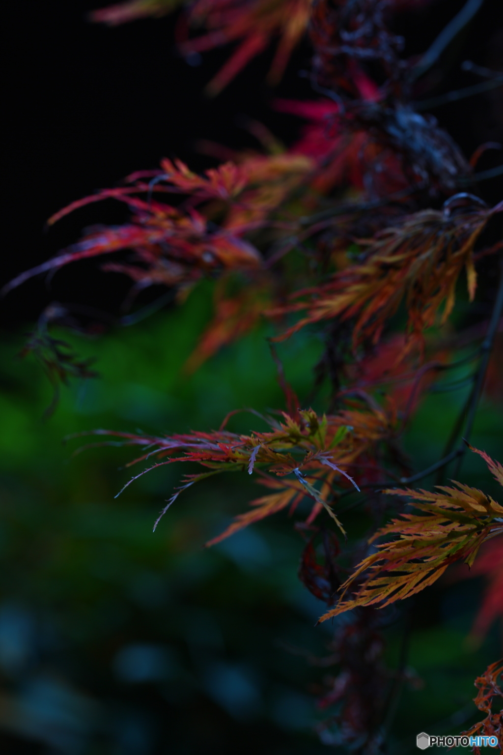 彩り