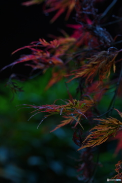彩り