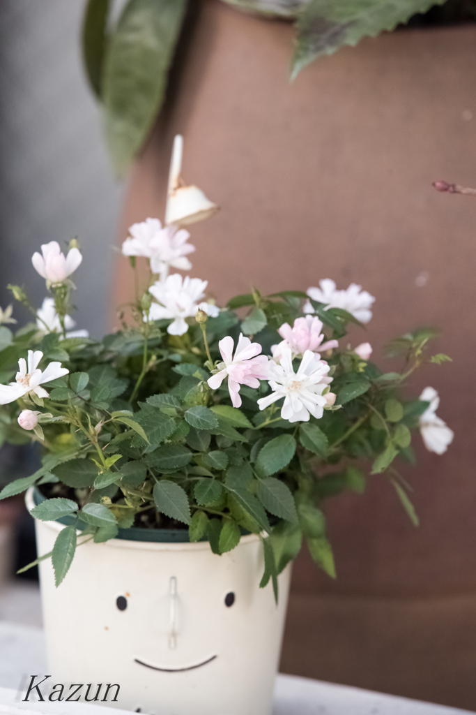 顔植木鉢！(*゜▽゜)